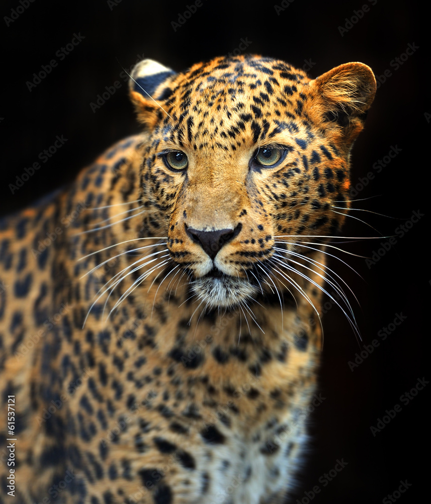 Portrait of leopard in its natural habitat