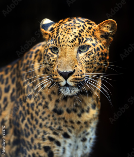 Obraz na płótnie Portrait of leopard in its natural habitat w salonie
