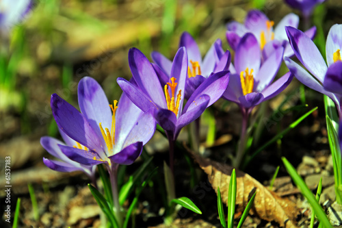 Obraz na płótnie Crocus w salonie