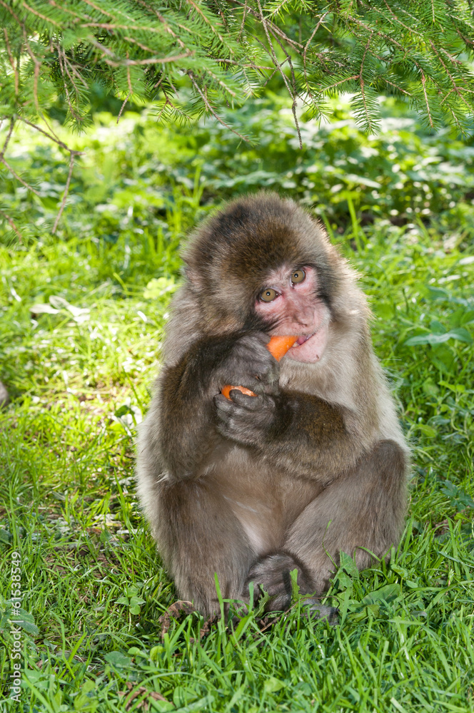 Fototapeta premium macaque monkey sitting in the grass eating a carrot