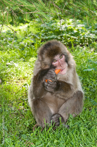 macaque monkey sitting in the grass eating a carrot
