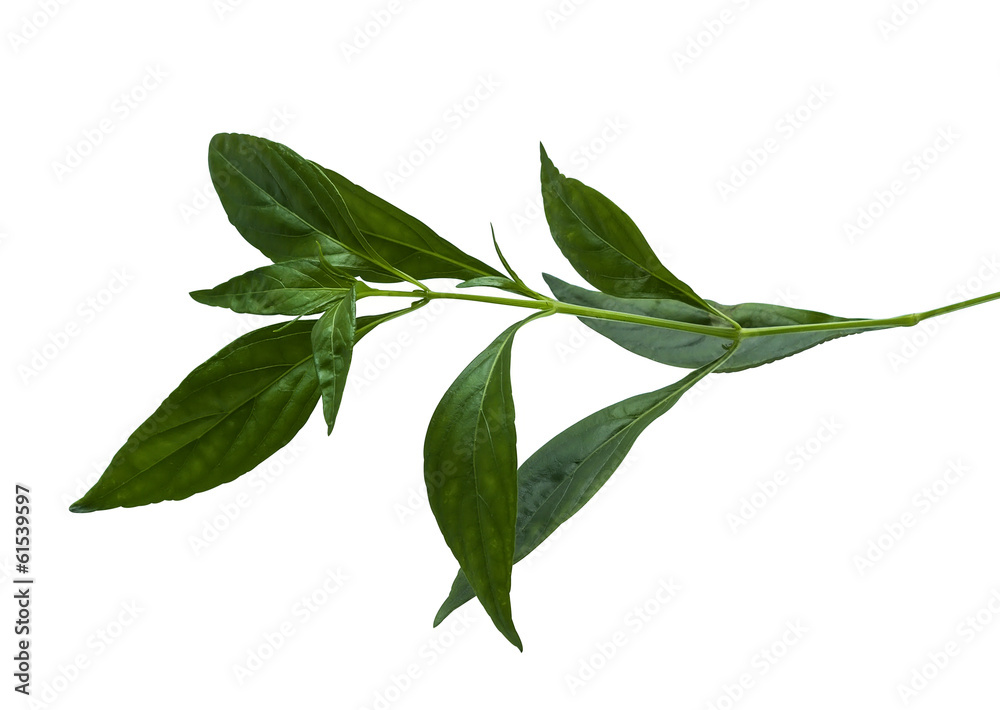 Andrographis paniculata Wall ex Ness Andrographis paniculata Wall ex Ness