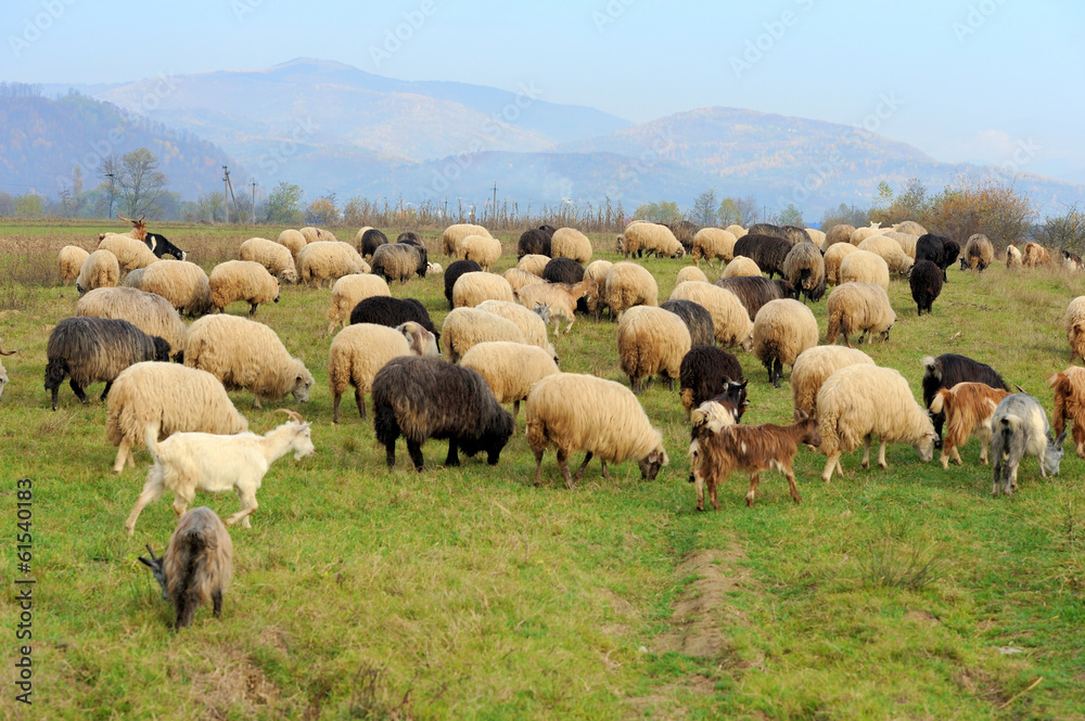 Obraz premium Sheep