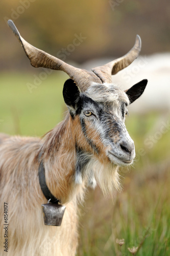 Goat in meadow