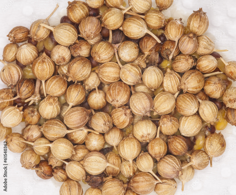 coriander seed, surface and texture of coriander seeds coriander seed, surface and texture of coriander seeds