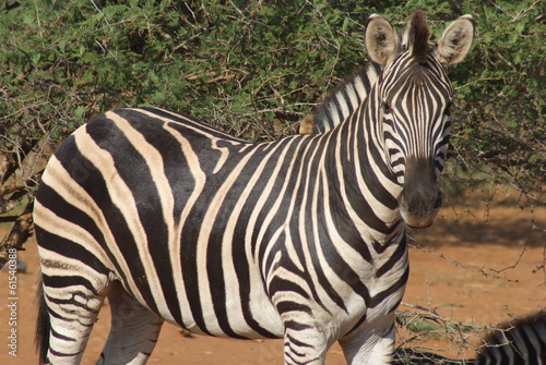 zebra del sudafrica savana parco kruger
