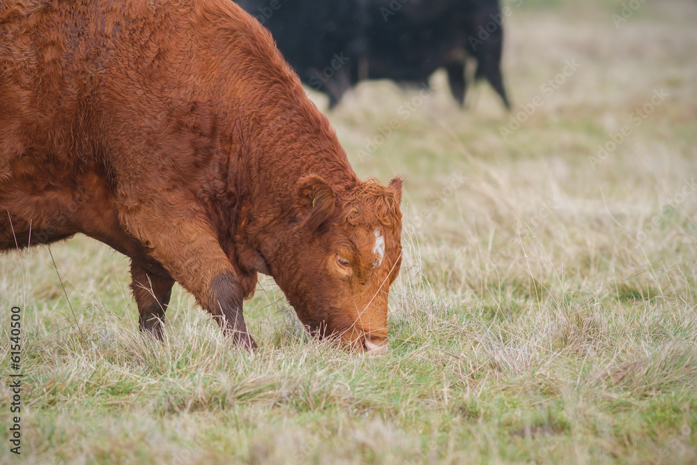 Fototapeta premium Red Cow