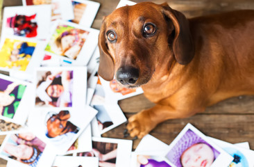 Cute dog among the photos