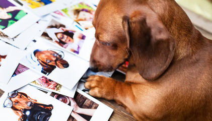 Cute dog among the photos