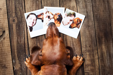Cute dog among the photos