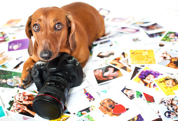 Cute dog among the photos