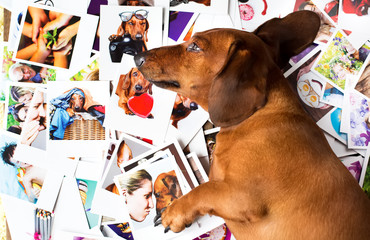 Cute dog among the photos