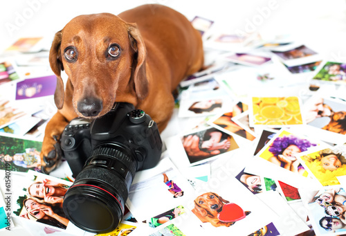 Cute dog among the photos