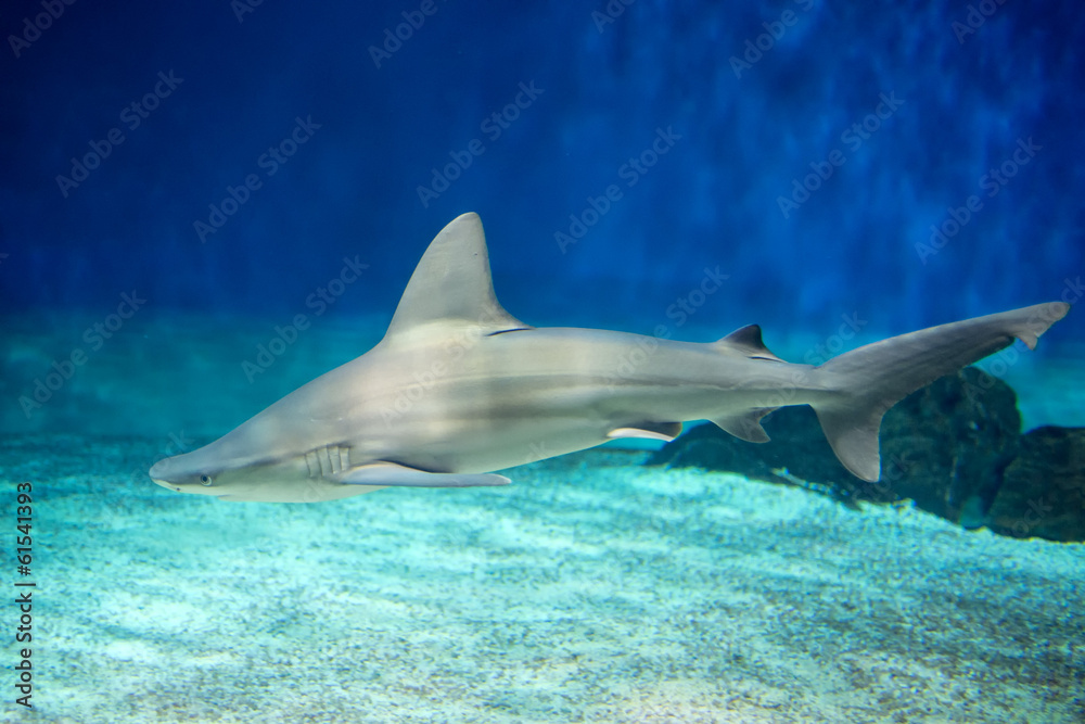 Fototapeta premium shark in aquarium