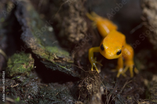 madagascar orange frog photo