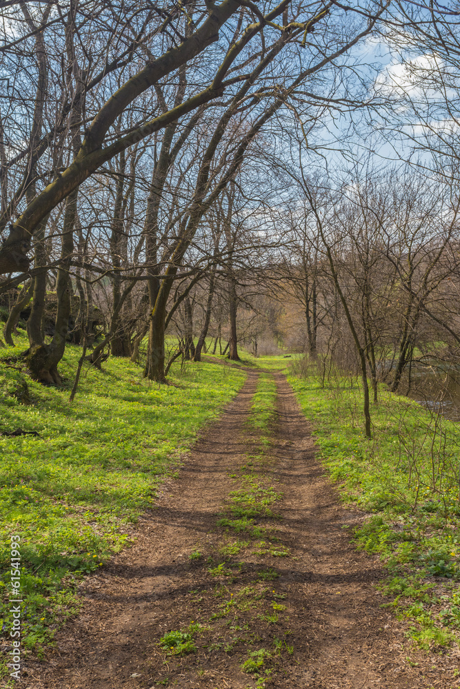 Sunlight in the green forest, spring time Sunlight in the green forest, spring time