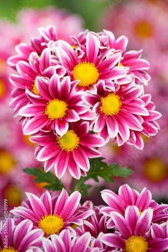 Bunch of chrysanthemum