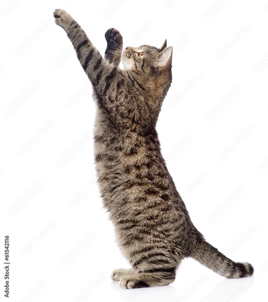 Fototapeta premium Cute tabby kitten standing on hind legs and leaping. isolated 