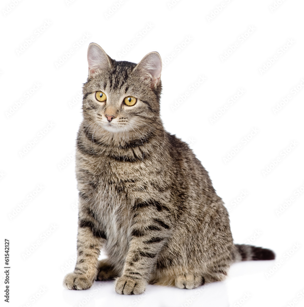 Obraz premium tabby cat looking away. isolated on white background