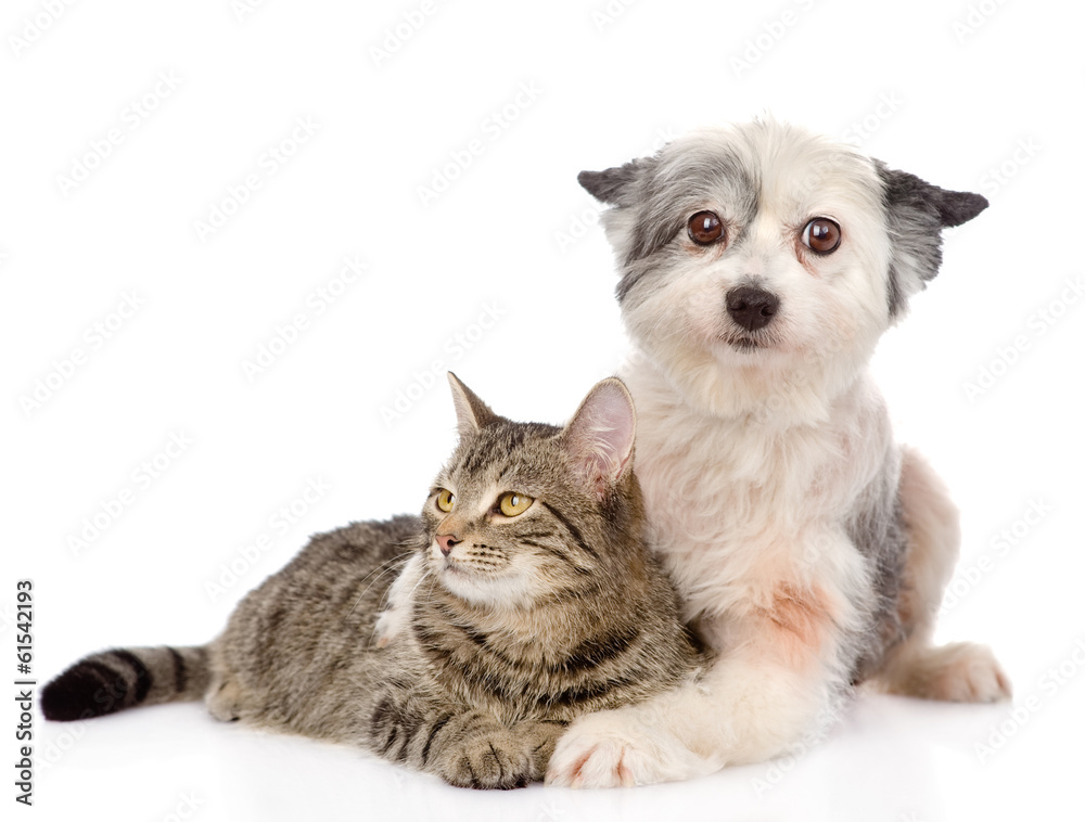 dog embracing cat. isolated on white background dog embracing cat. isolated on white background