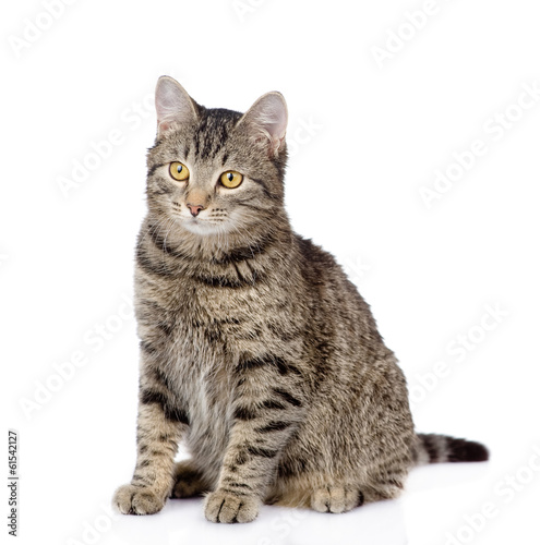 Photo tabby cat looking away. isolated on white background