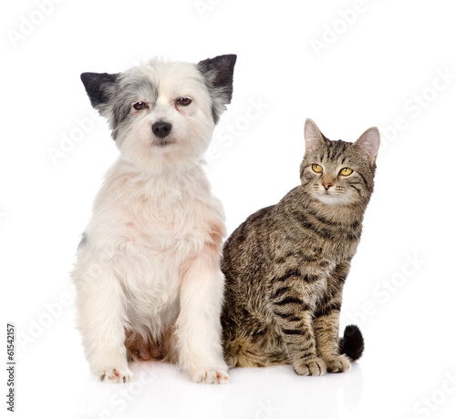 cat and dog sitting together. isolated on white background © Ermolaev Alexandr