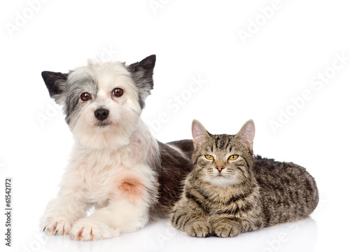 cat and dog lie nearby. isolated on white background