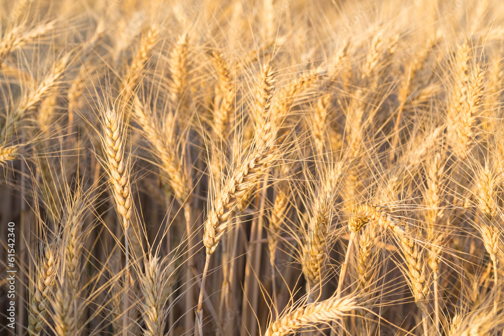 Close up of a wheat field - stock photo Close up of a wheat field - stock photo