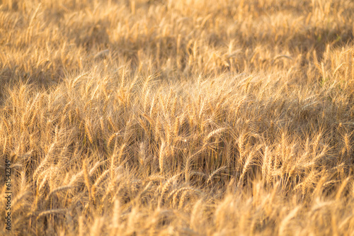 Close up of a wheat field - stock photo