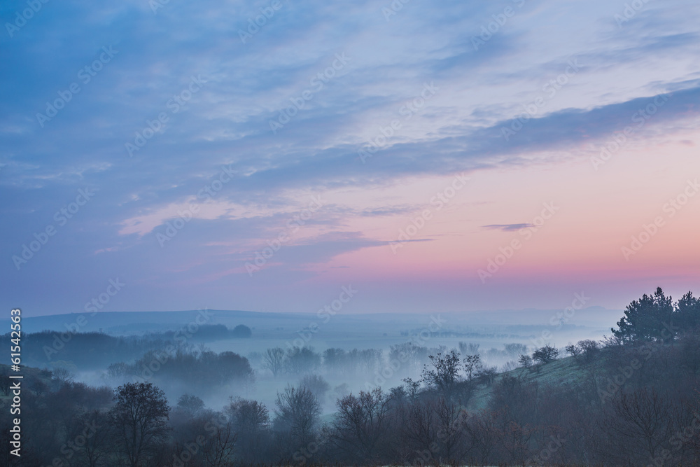 Spring Mist, trees are wet, damp fog of forest Spring Mist, trees are wet, damp fog of forest