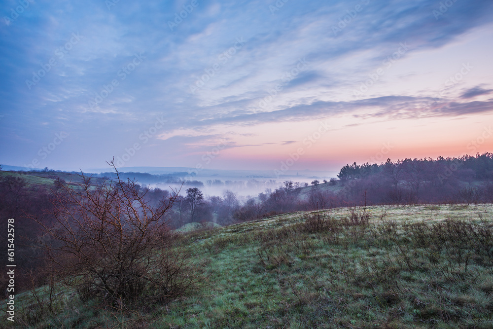 Obraz premium Spring Mist, trees are wet, damp fog of forest
