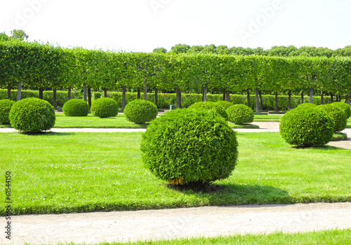 Arborvitae in the shape of a ball in a park