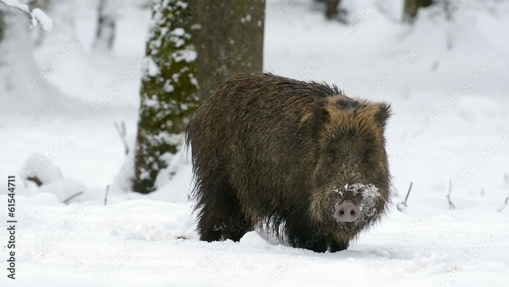 Wildschwein, Wild Boar, Sus scrofa Wildschwein, Wild Boar, Sus scrofa