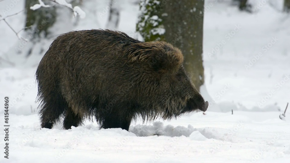 Wildschwein, Wild Boar, Sus scrofa