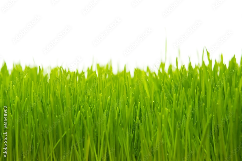 Fototapeta premium Close-up of a fresh green grass