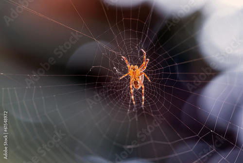 Murais de parede Spider on its web