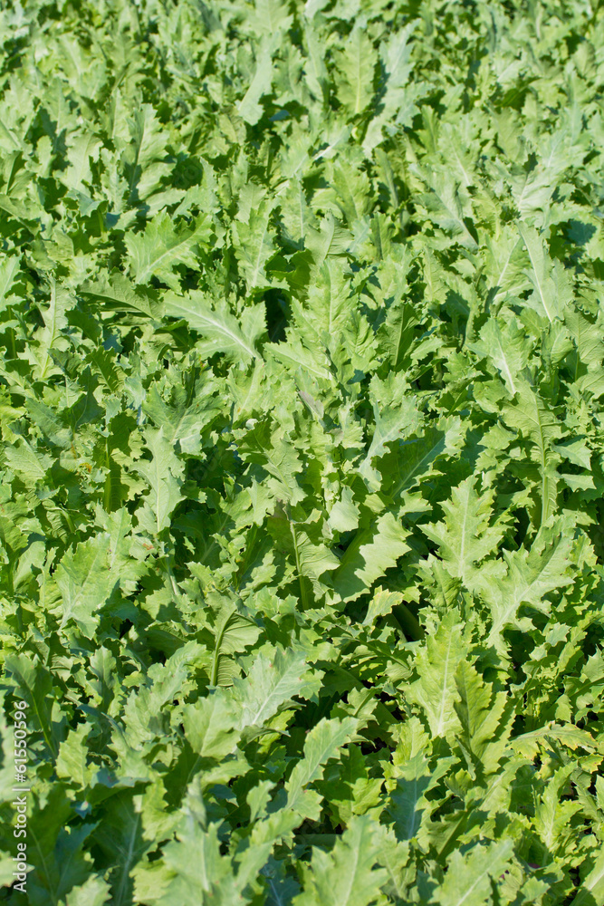 Opium poppy Opium poppy
