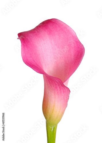 Fototapeta Naklejka Na Ścianę i Meble -  Single flower of a pink calla lily