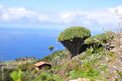 Drachenbäume auf La Palma