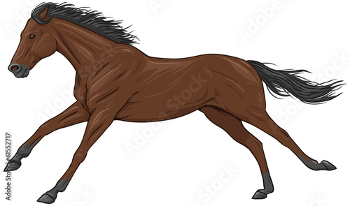 Isolated galloping brown horse
