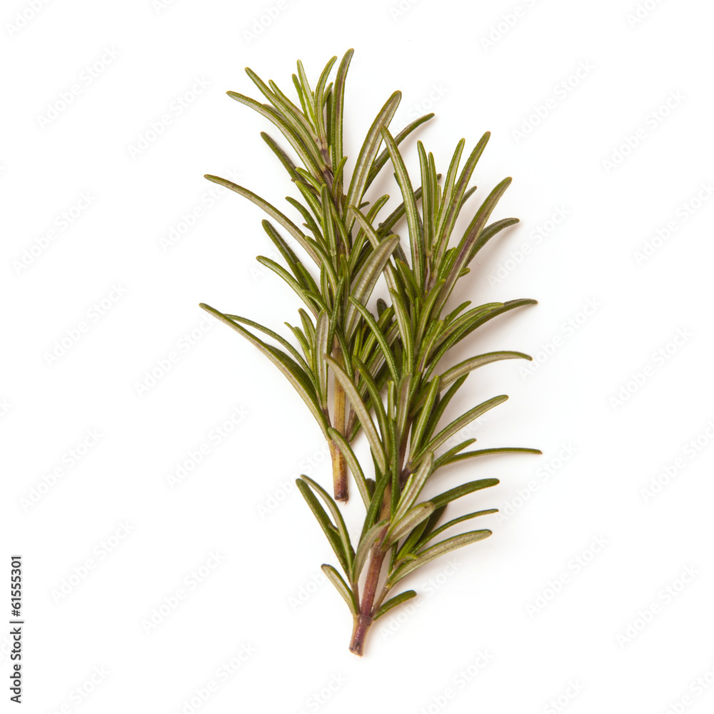Sprigs or rosemary isolated on a white studio background Sprigs or rosemary isolated on a white studio background