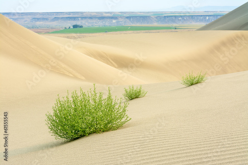 Fototapeta Naklejka Na Ścianę i Meble -  Desert sand dunes with plants