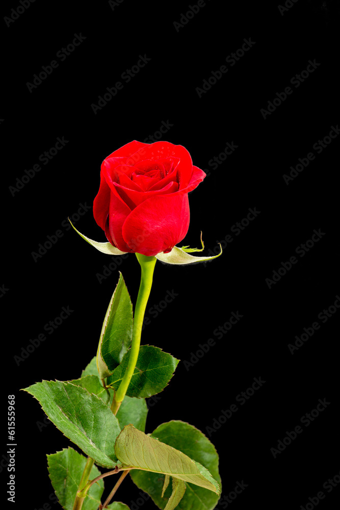 Single rose - Black Background Single rose - Black Background