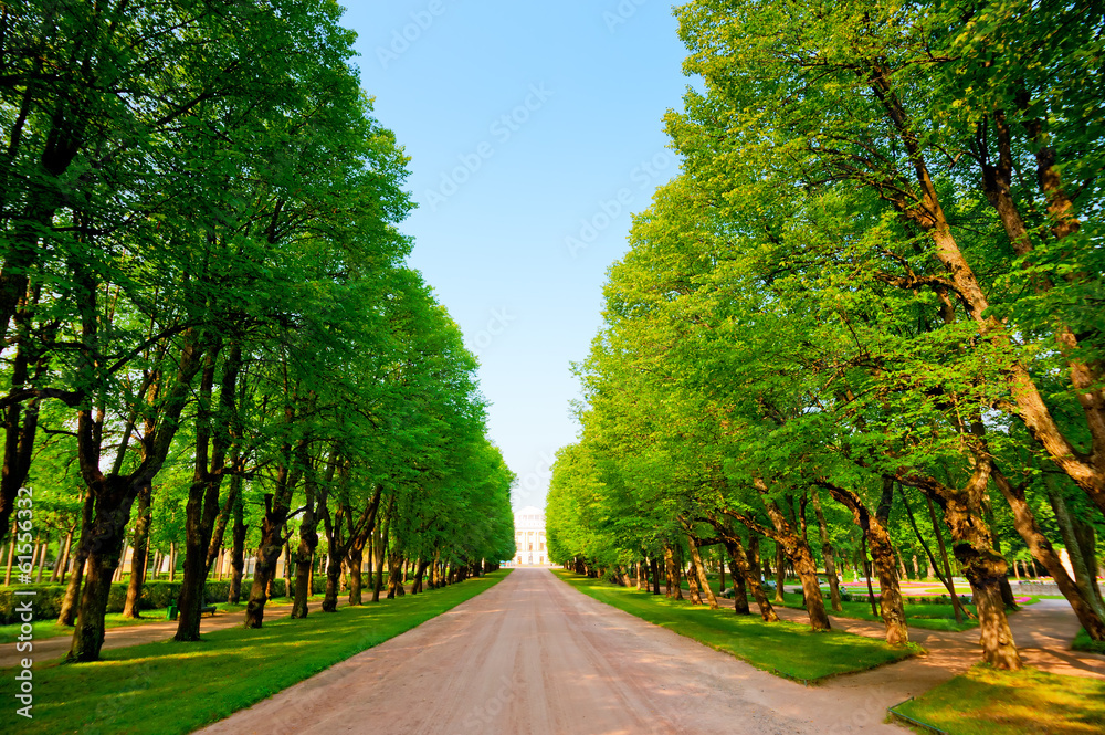 green alley in a summer park