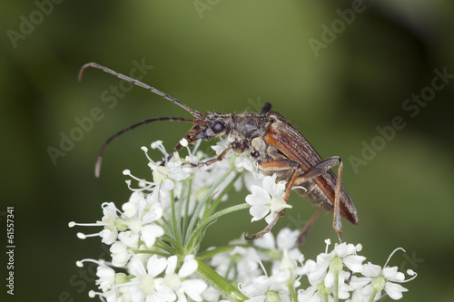 Male Variable long horn beetle, Stenocorus meridianus © Henrik Larsson