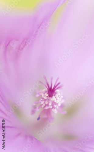 Mallow flower photographed with shallow depth of field