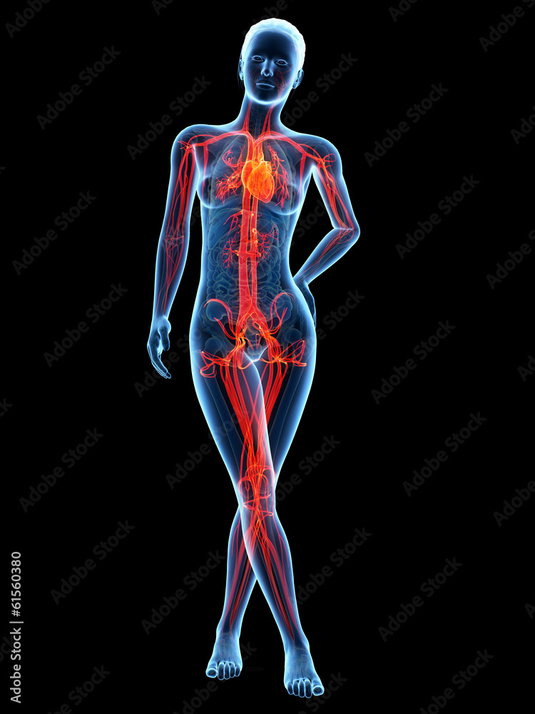 medical 3d illustration - female anatomy - cardiovascular system medical 3d illustration - female anatomy - cardiovascular system