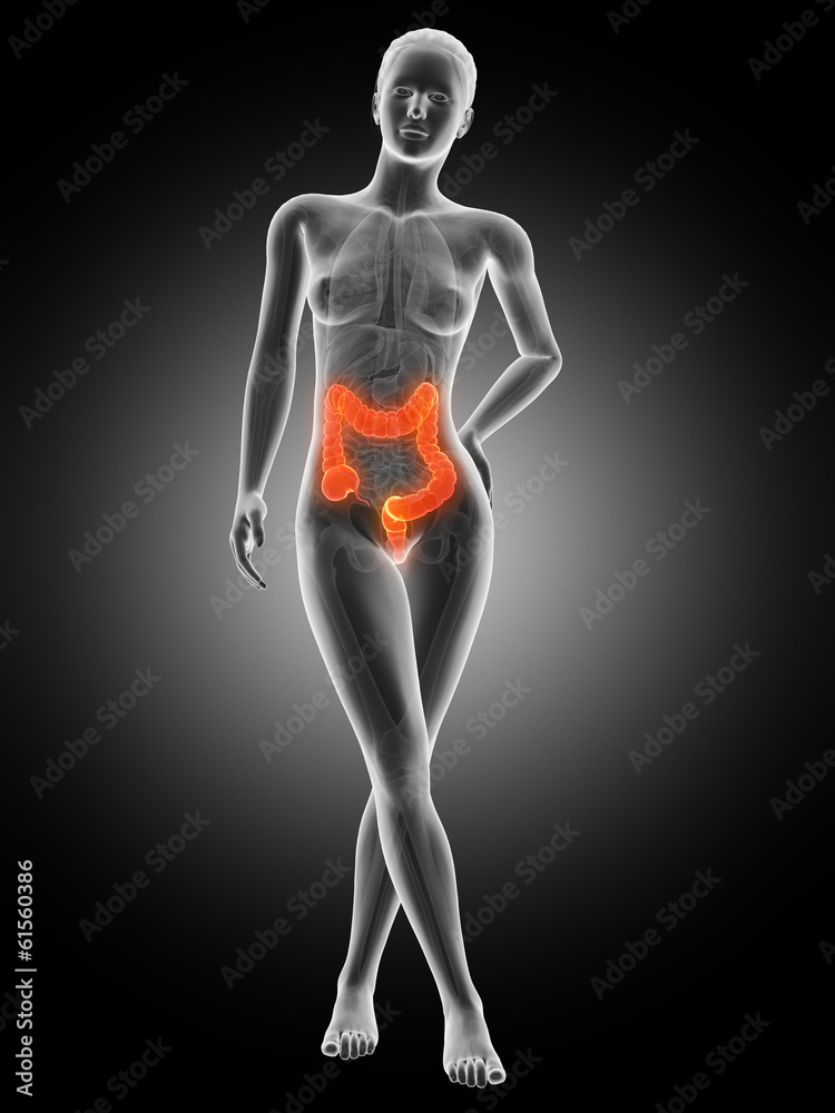 medical 3d illustration - female anatomy - colon medical 3d illustration - female anatomy - colon