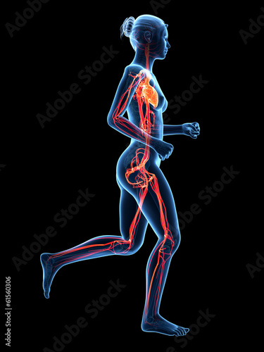jogging woman - visible cardiovascular system © Sebastian Kaulitzki
