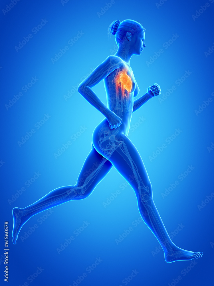 medical 3d illustration - female jogger with visible heart